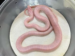 HATCHLING
