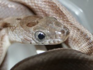 EYE