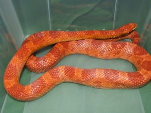 ADULT