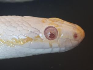 EYE