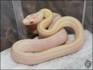HATCHLING