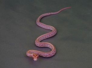 HATCHLING