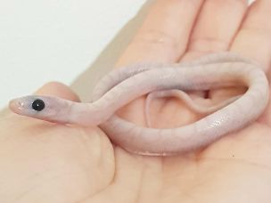 HATCHLING