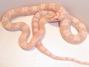 HATCHLING