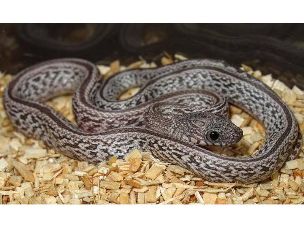 HATCHLING
