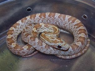 HATCHLING