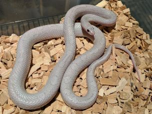 ADULT