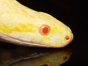 EYE