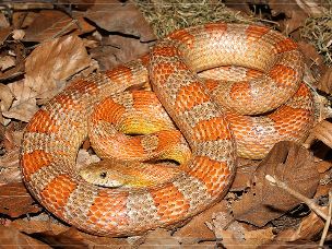 ADULT