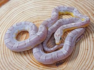 ADULT