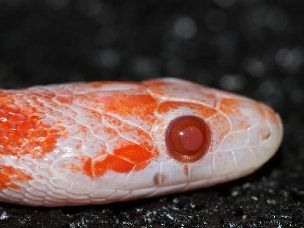 EYE