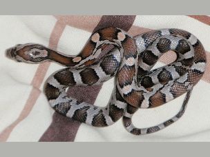 HATCHLING