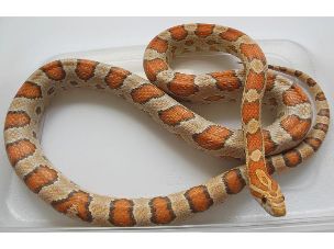 ADULT