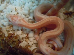 HATCHLING