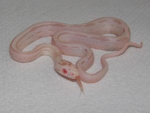 HATCHLING