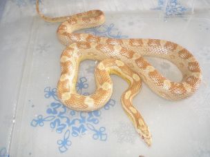ADULT