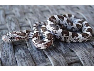 HATCHLING