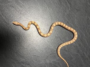 HATCHLING