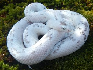 ADULT