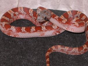HATCHLING