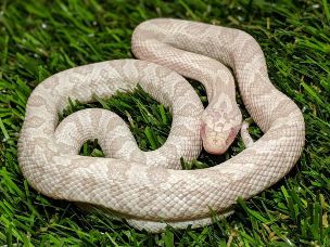 HATCHLING