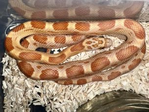 HATCHLING