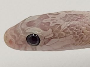 EYE