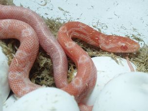 HATCHLING