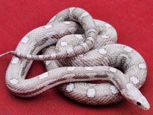ADULT