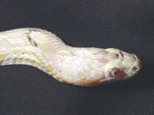EYE