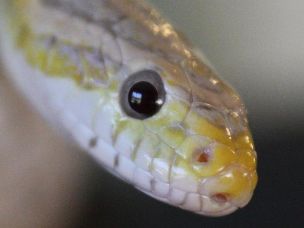 EYE