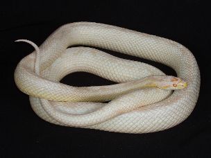 ADULT