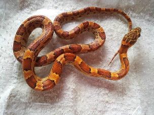 HATCHLING