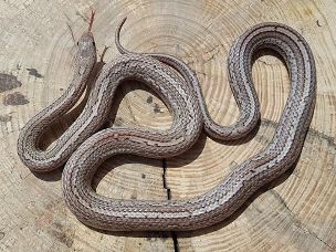 ADULT