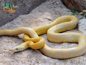 ADULT