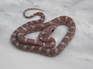 HATCHLING