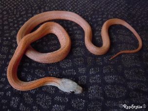 HATCHLING
