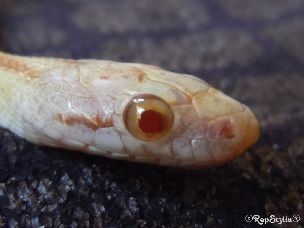 EYE