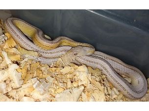ADULT