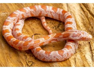 HATCHLING