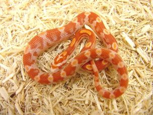HATCHLING