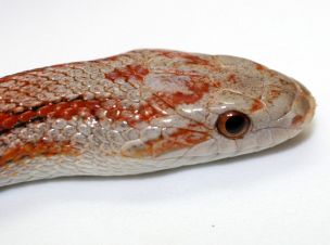 EYE