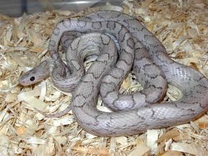 ADULT