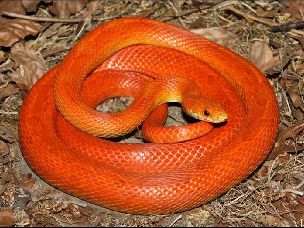 ADULT