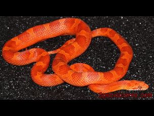 ADULT