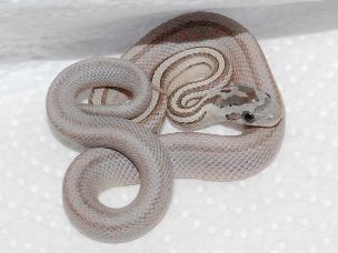 HATCHLING