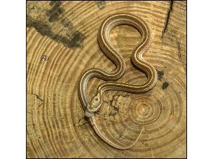 HATCHLING