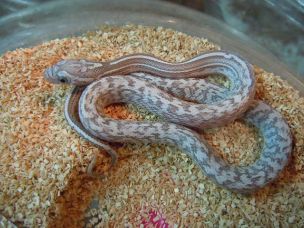 HATCHLING