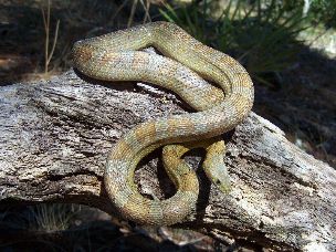 ADULT
