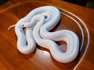 ADULT